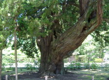 Chinese juniper from 13th century